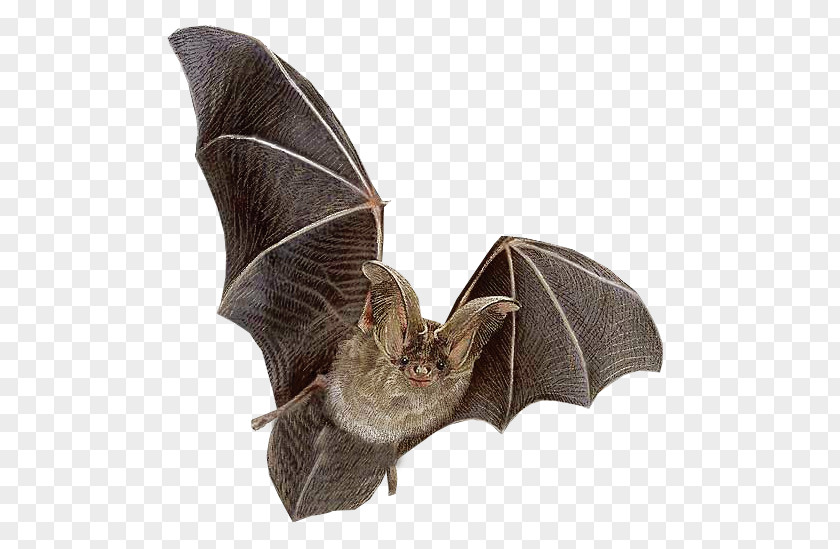 Clear Bat Flying Mammals Ni PNG