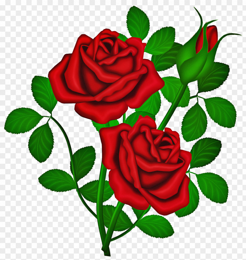 Petal Flowering Plant Garden Roses PNG