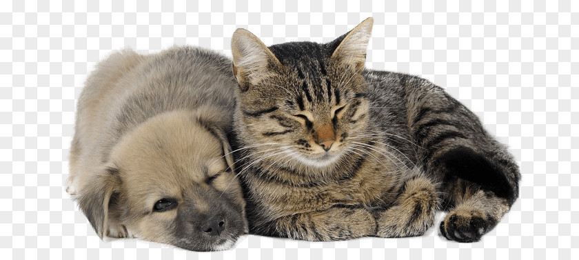 Puppy And Kitten Dog Cat Bed Pet PNG