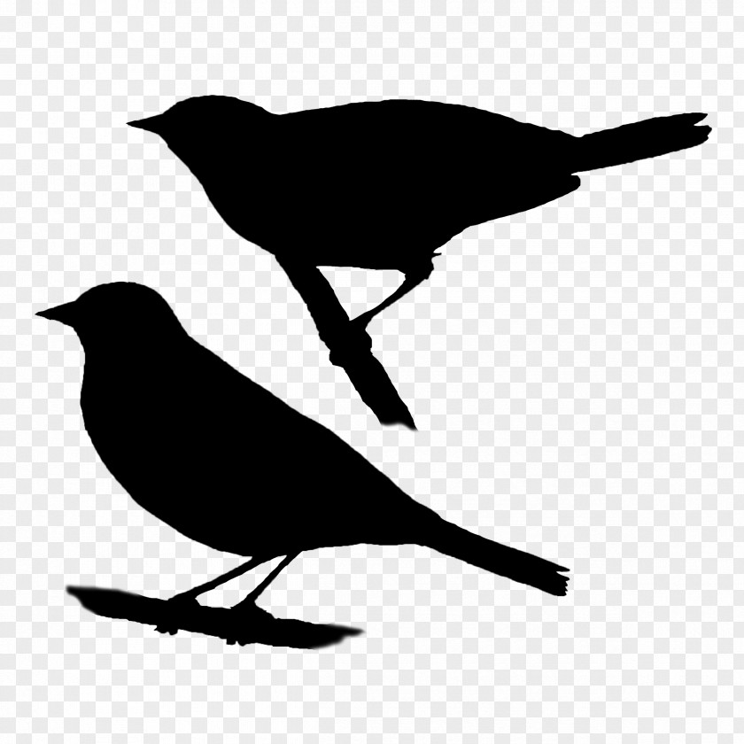 American Crow Beak Sparrows Fauna Silhouette PNG
