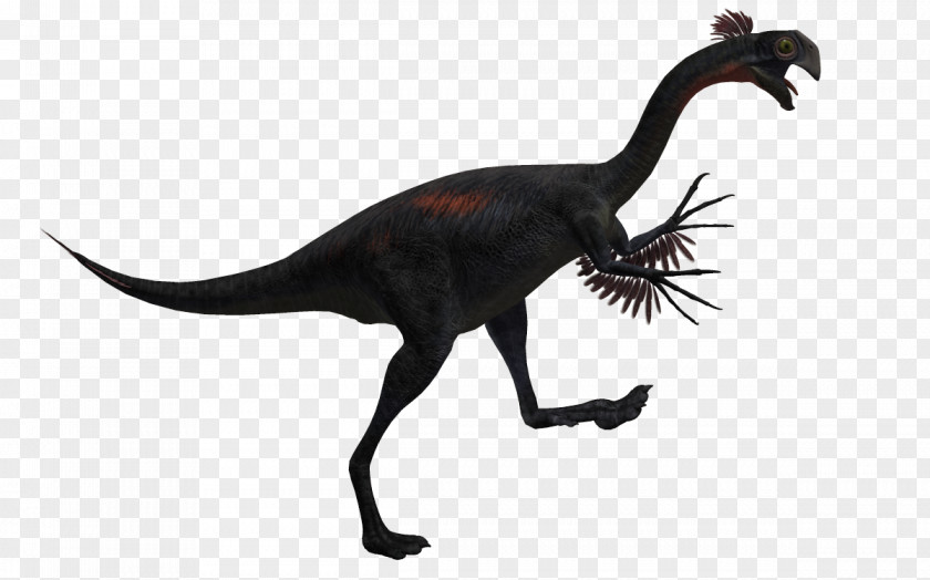 Carnivorous Dinosaur Velociraptor Tyrannosaurus Spinosaurus Gigantoraptor Deinonychus PNG