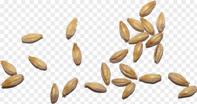 Grained Malt Beer Vegetarian Cuisine Cereal PNG