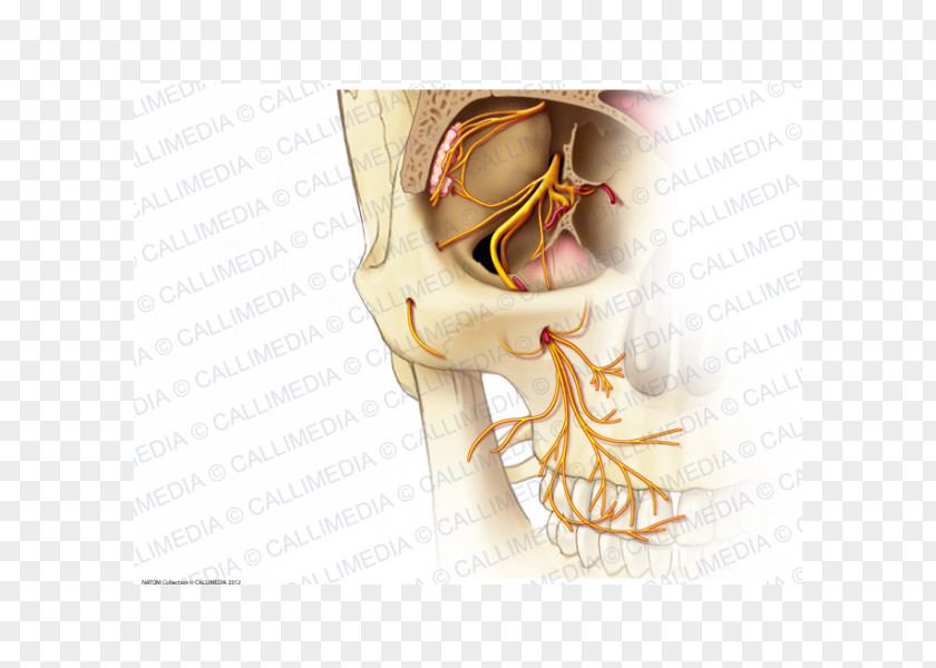 Infraorbital Nerve Anatomy Maxillary Zygomatic PNG