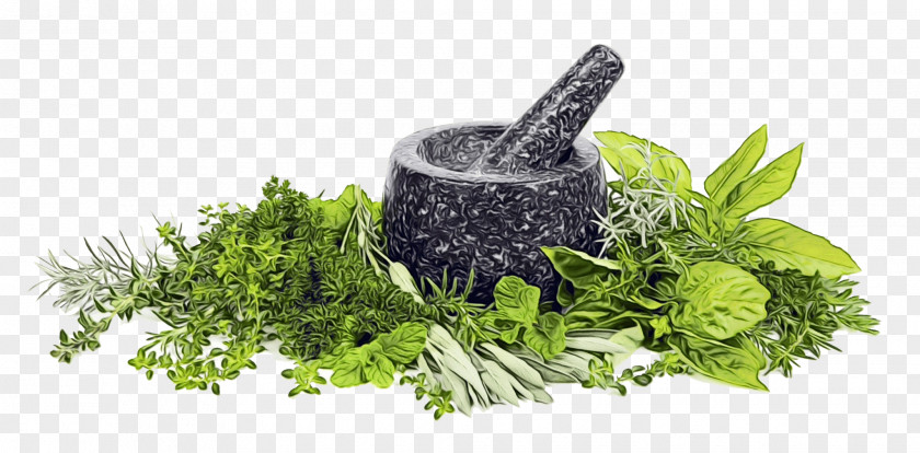 Parsley PNG