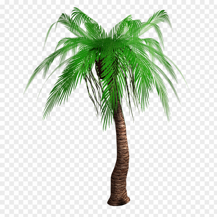 Realism Arecaceae Tree Woody Plant Asian Palmyra Palm PNG