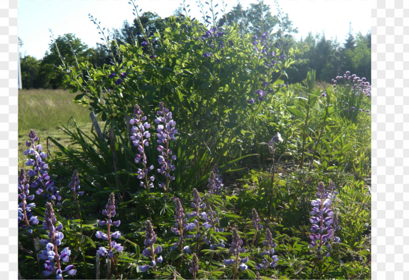 Vegetation Top Subshrub Plant Community Common Lilac PNG