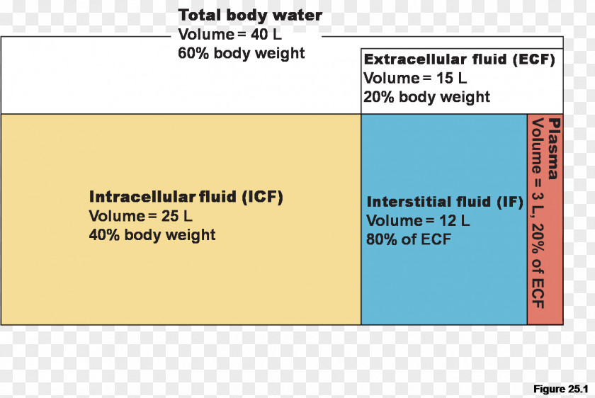Water Fluid Compartments Extracellular Body Human PNG