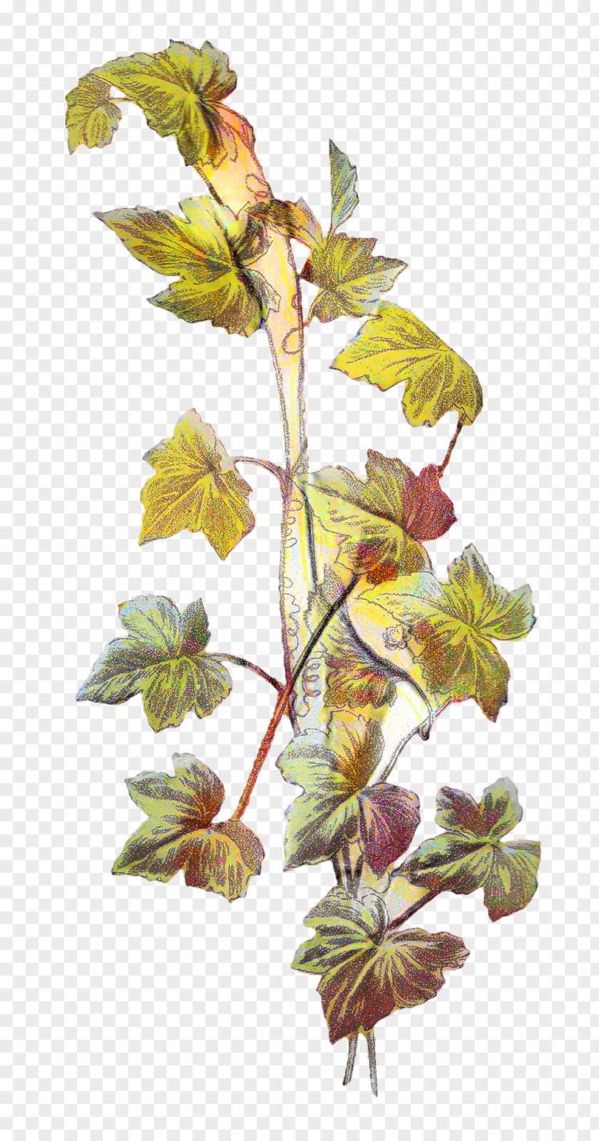 Botanical Illustration Vine Botany Drawing Image PNG