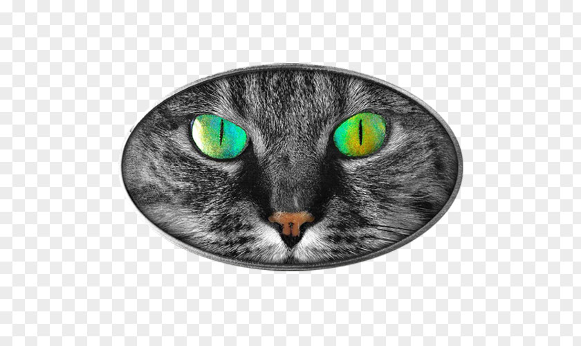Cat Cat's Eye Tabby The Pupil PNG