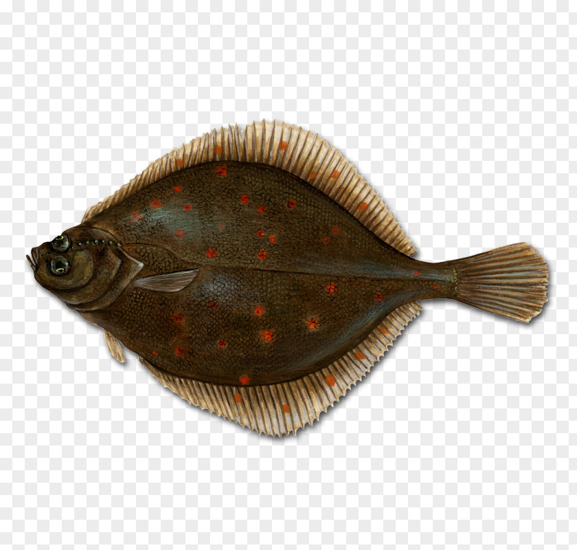 Flounder Conxemar European Plaice Fish PNG