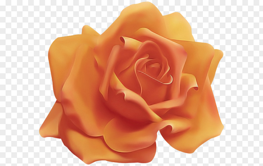 Garden Roses PNG