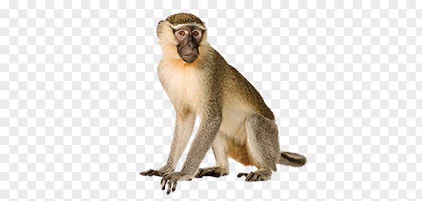 Gorilla Primate Vervet Monkey Old World Monkeys PNG