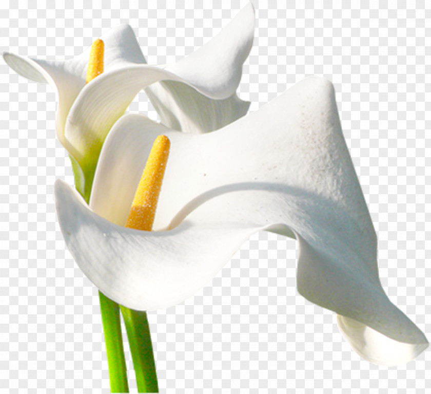 Callalily Arum-lily Flower Centreestimatmolt Painting PNG