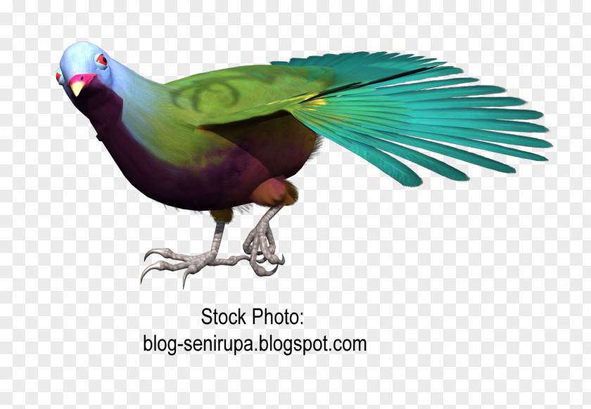 Goose Macaw Beak Bird Gulls PNG