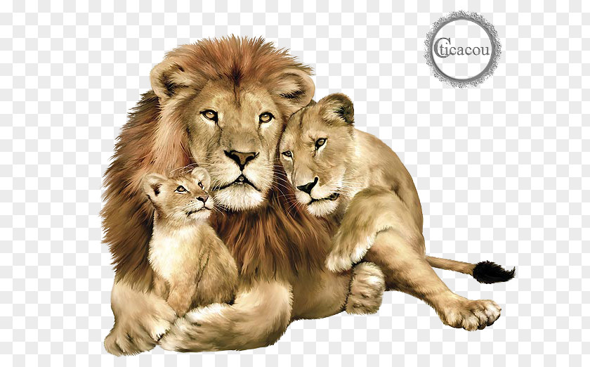 Jaguar Baby Lions Clubs International East African Lion Felidae PNG