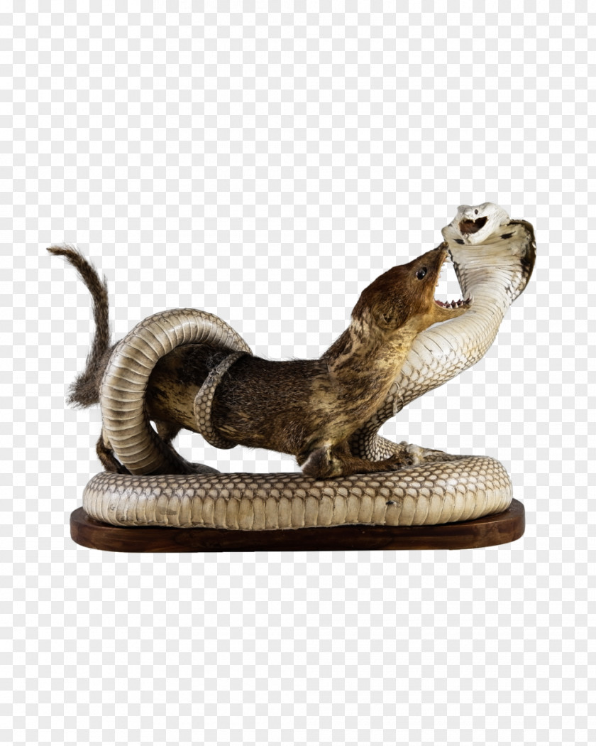 Mongoose Snakes Reptile Indian Cobra PNG