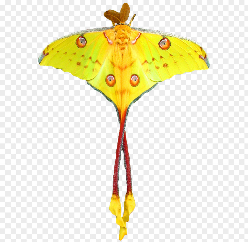 Moth Monarch Butterfly Comet Luna PNG