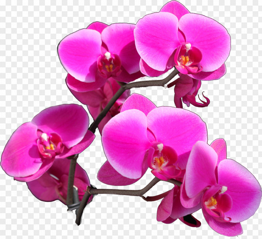 Orchid Moth Orchids Cut Flowers Color PNG