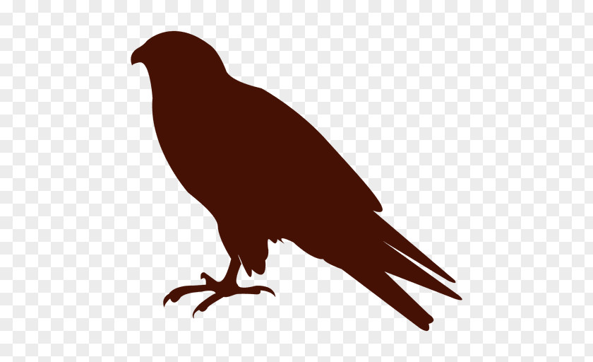 Silhouette American Crow Bird Common Raven PNG