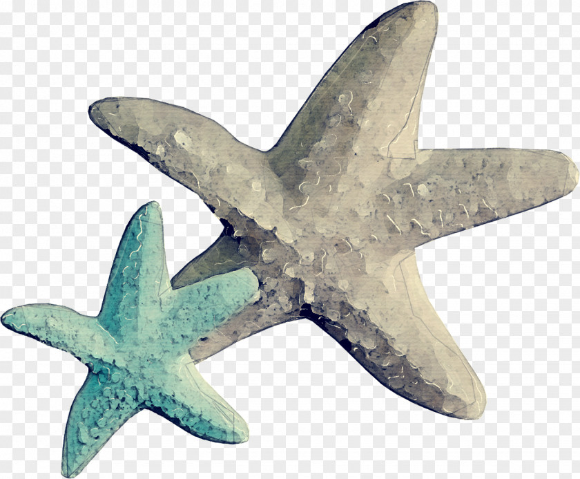 Animal Figure Turquoise Starfish Cartoon PNG