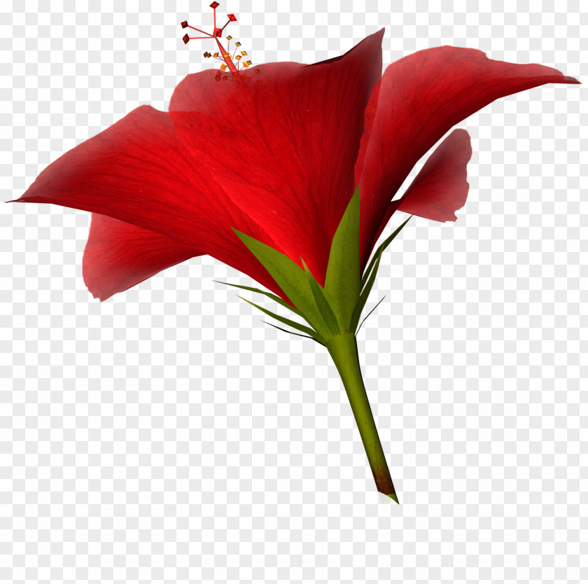 Hibiscus Flower Cut Flowers Tulip Clip Art PNG