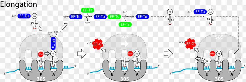 Molekulare Genetik Elongation Information Text Wikimedia Commons PNG