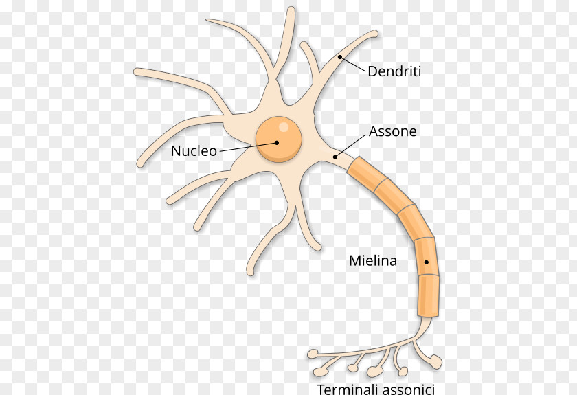 Neurone Excitabilidad Neuronal Nervous System Synapse Axon PNG