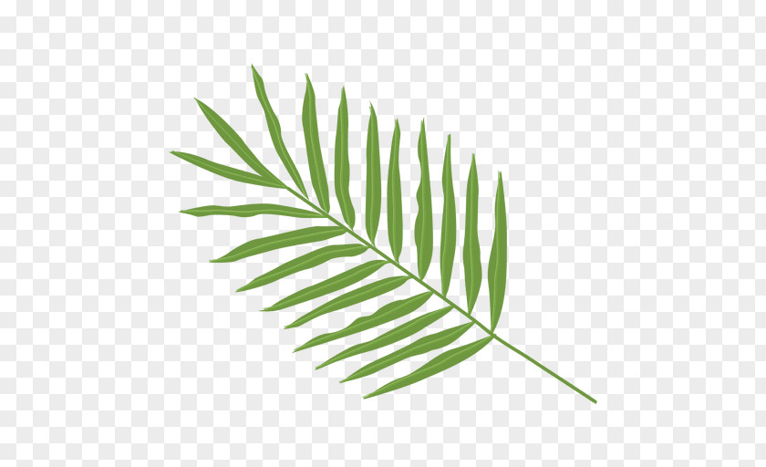 Palm Leaves Palma Leaf Arecaceae Clip Art PNG