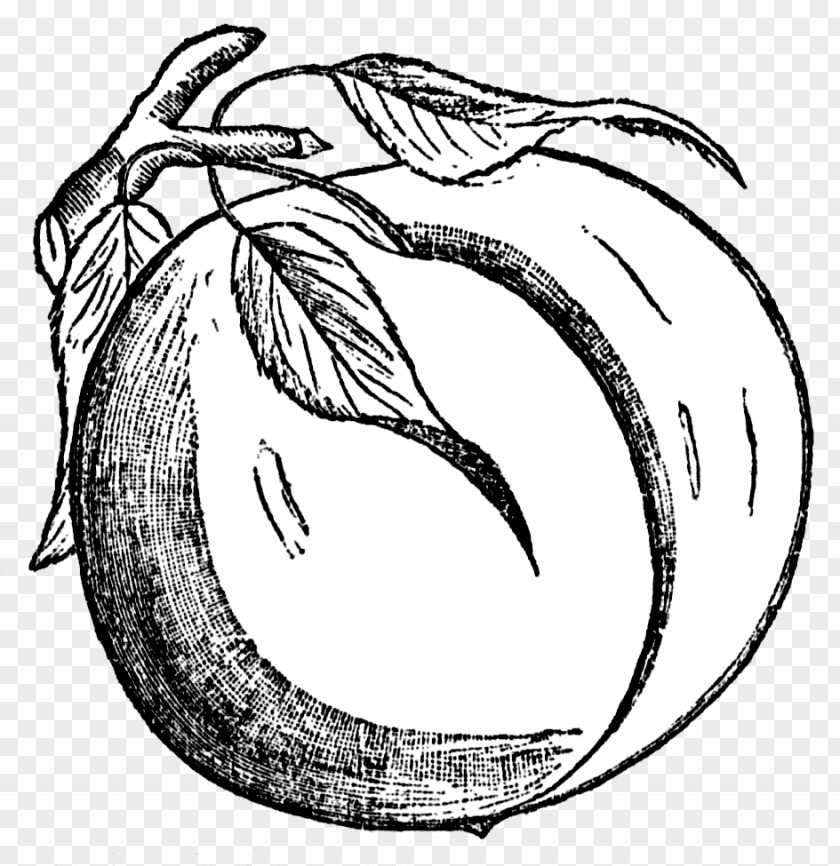 Peach Cliparts Black And White Drawing Clip Art PNG