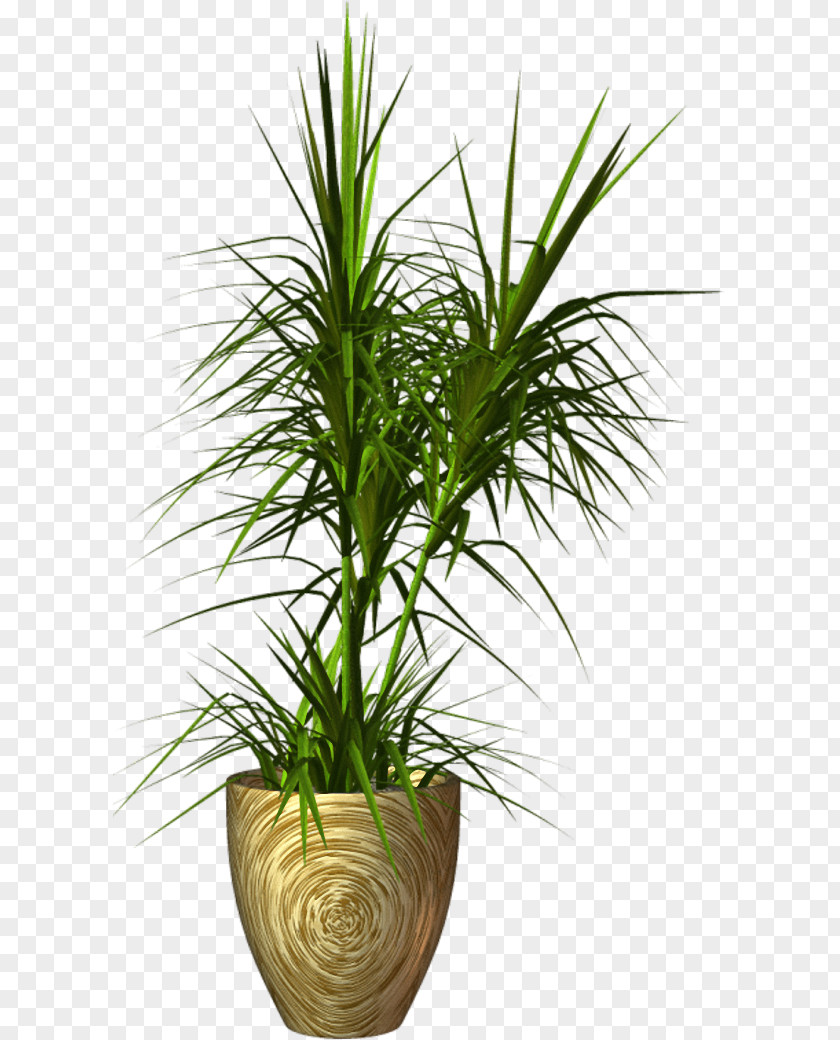Plants Palm Trees Flowerpot Clip Art Image PNG