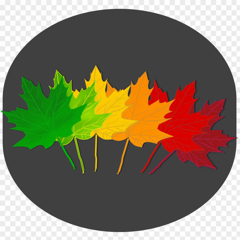 Autumn Leaves Maple Leaf Color Tree PNG