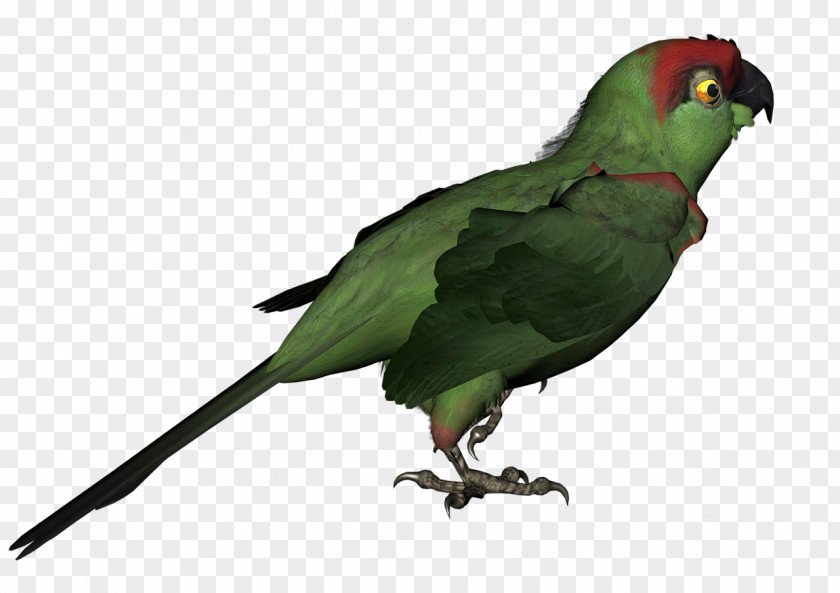 Bird Red-breasted Coua Macaw Parakeet Animal PNG