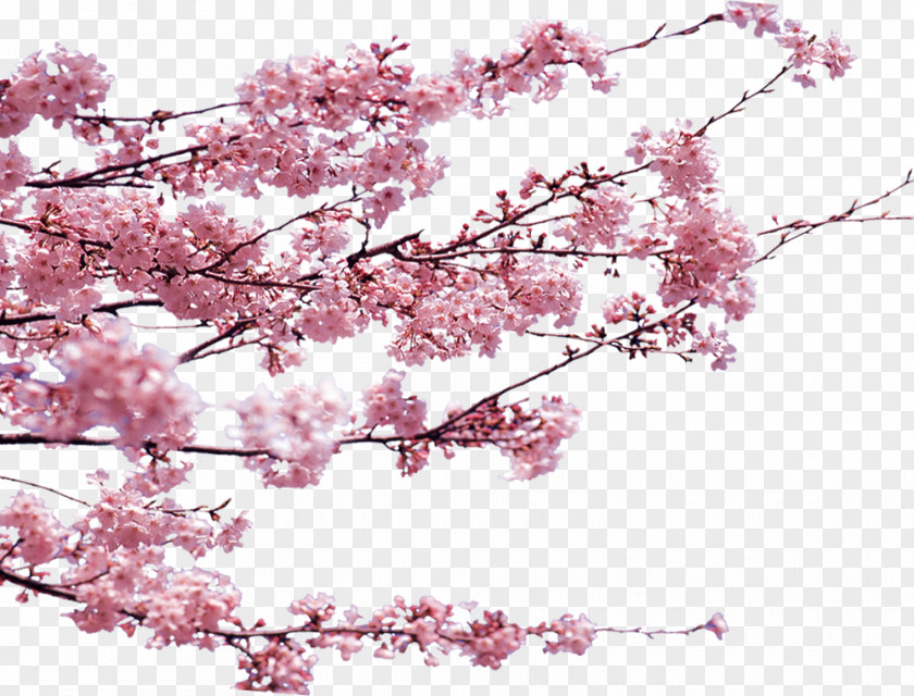 Cherry Blossoms Dongzhi Poster PNG