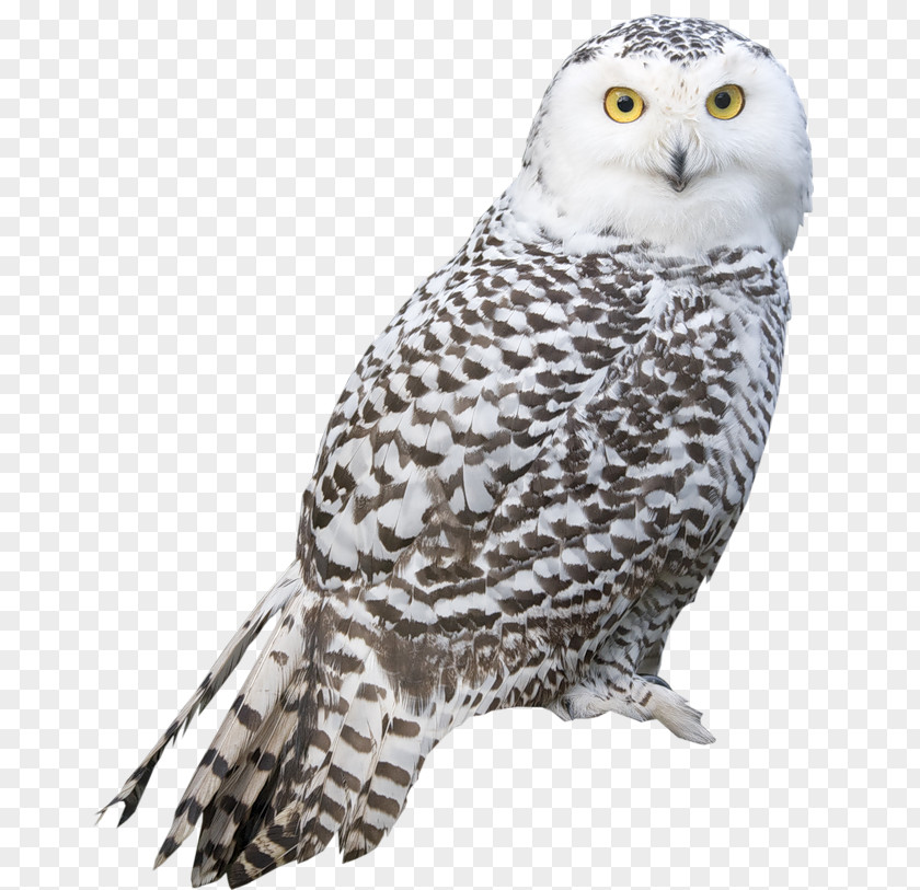Owl Bird Snowy True PNG
