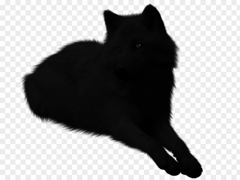 Puppy Schipperke Whiskers Arctic Wolf Snout PNG