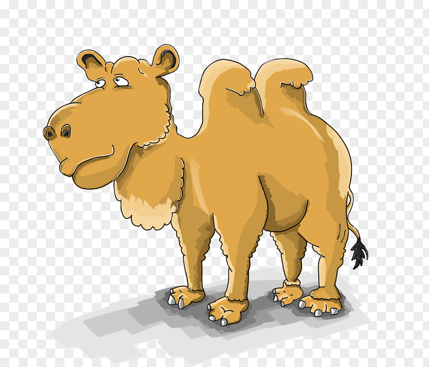 Cartoon Camel Dromedary Bactrian Image Drawing PNG