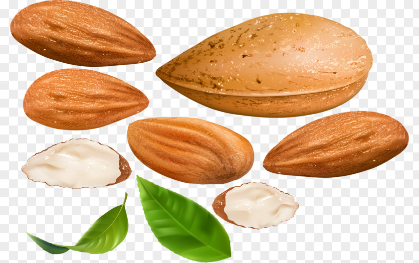 Hand-painted Almond Nut Dried Fruit Apricot Kernel PNG
