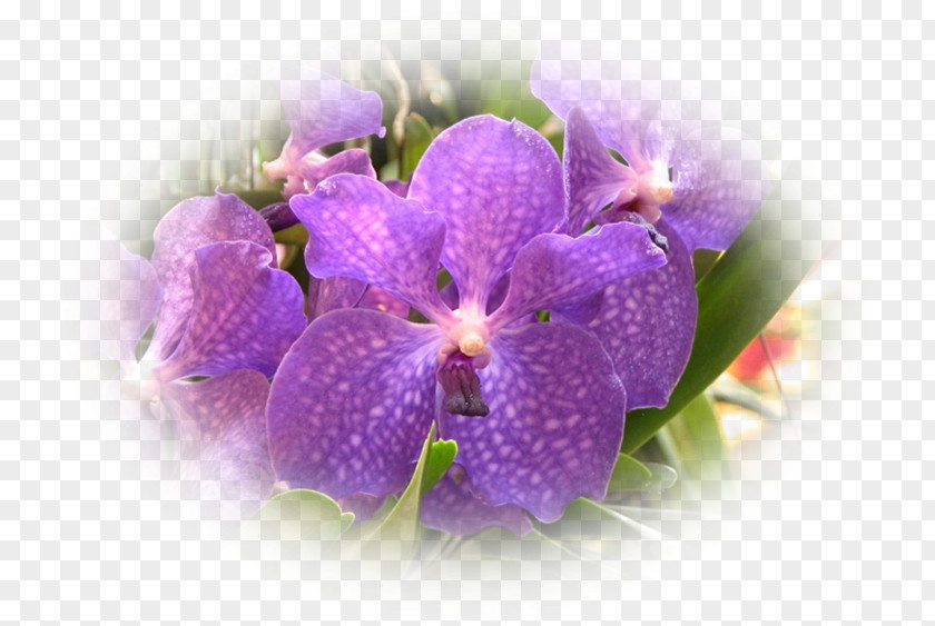 Violet Family Violaceae PNG