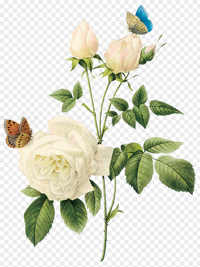 White Roses PNG roses clipart PNG