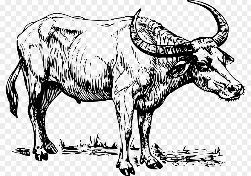 Design Water Buffalo Drawing Clip Art PNG