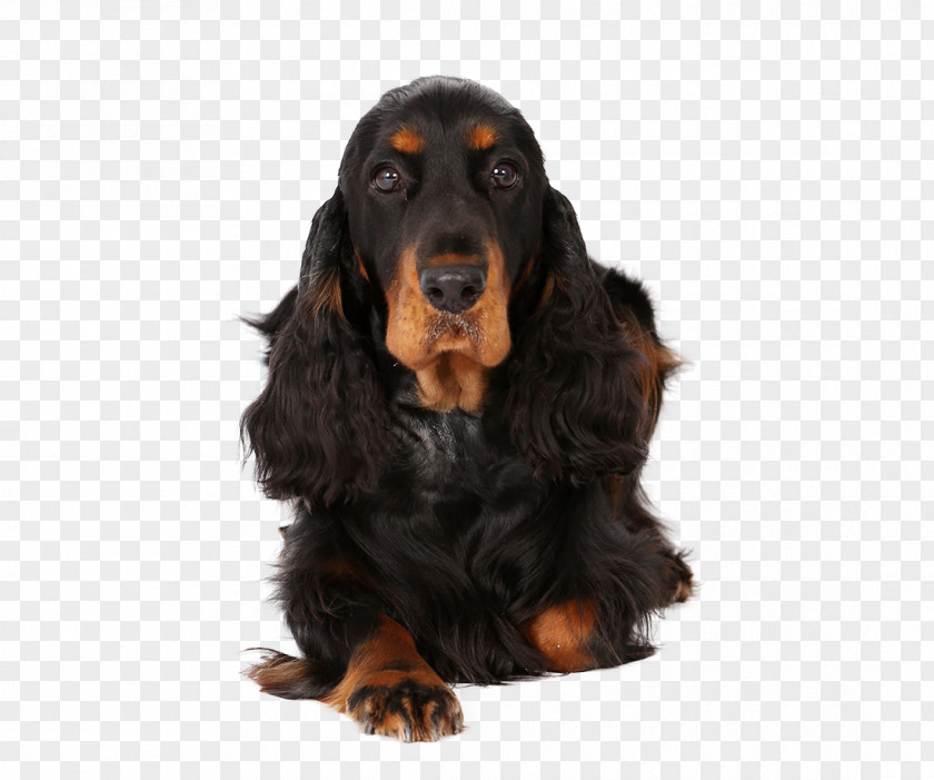 Field Spaniel Gordon Setter English Cocker Sussex Black And Tan Coonhound PNG