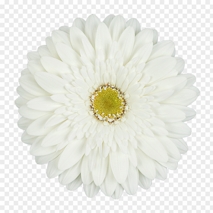 Flower Common Daisy Transvaal Cut Flowers White PNG