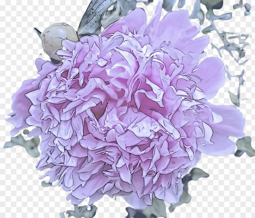 Lavender PNG