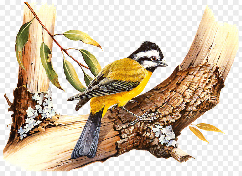 Painting Oil Finches Art PNG