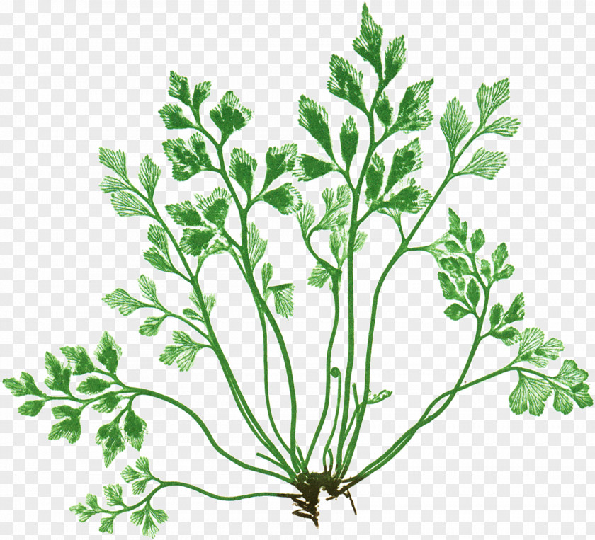 Parsley Asplenium Septentrionale Wall-rue Stock Photography PNG