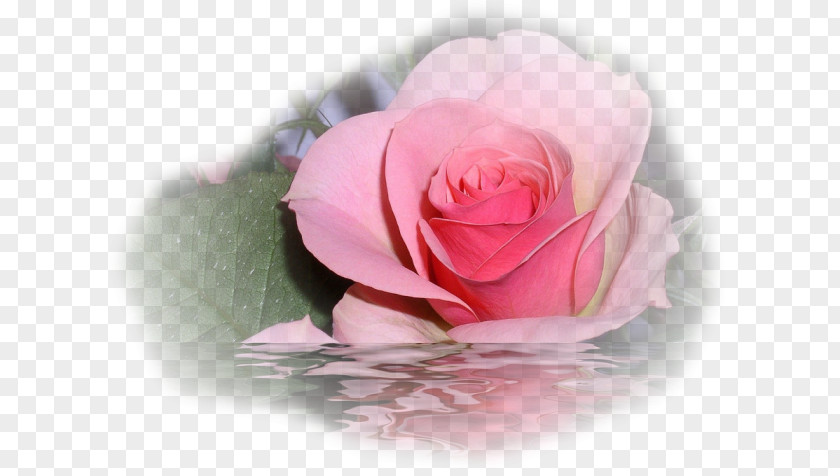 Rose Flower Floral Design PNG