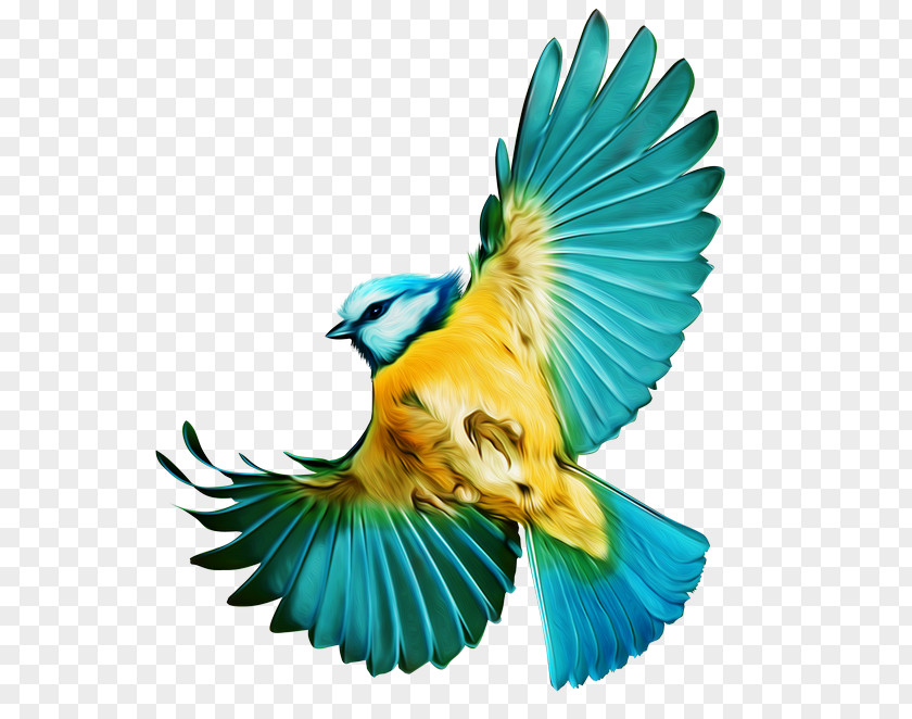 Bird Flight Feather Macaw PNG
