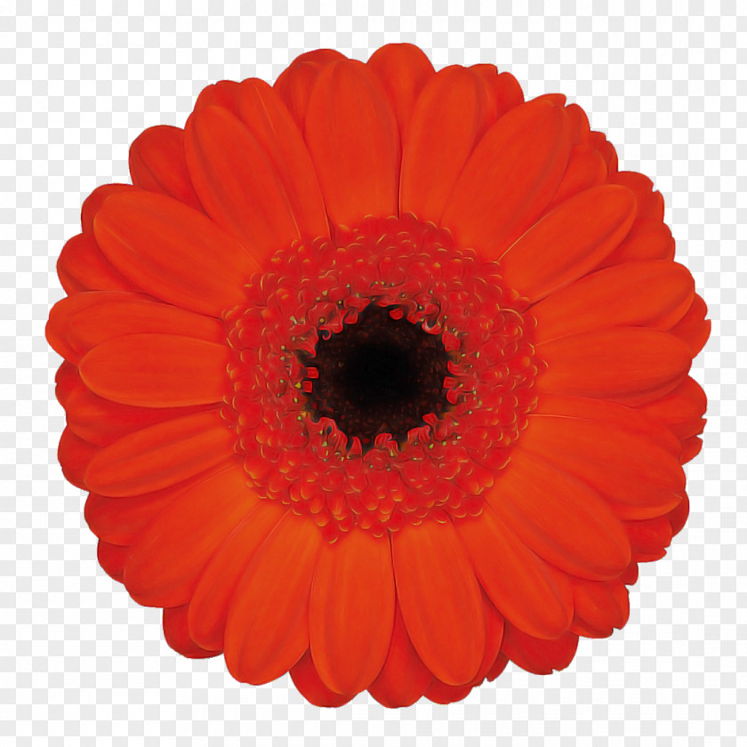 Daisy Family English Marigold Orange PNG