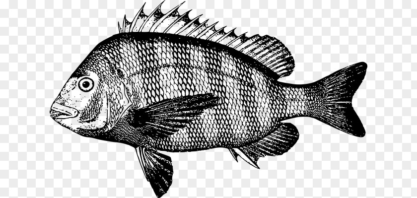 Fishing Illustration Sheepshead Fish PNG