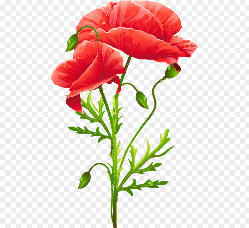 Flower Common Poppy Remembrance Art PNG